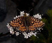 Butterfly On Valeriana sitchensis - Valerian 18-2030_1